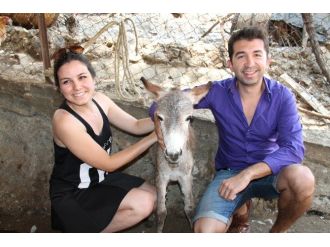 Evlenen Eşeklerin Yavruları İlgi Odağı Oldu
