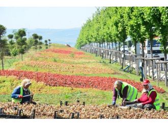 Ankara 4 Milyon Çiçekle, Bu Yaz Da Rengarenk