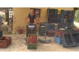 Hisarcık’ta Vişne Alımları 4 Yıl Önceki Fiyatların Altında Başladı