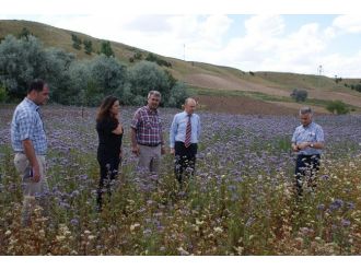 Arı Otu Olumlu Sonuç Verdi