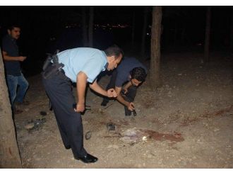 Ormanlık Alanda Hareketli Saatler