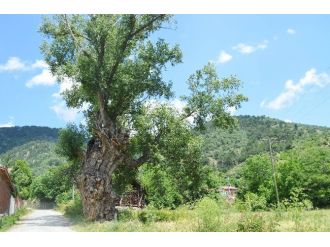 (Özel Haber) 750 Yıllık Kavak Ağacı