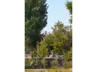 Az Daha Kestikleri Ağacın Altında Kalıyorlardı