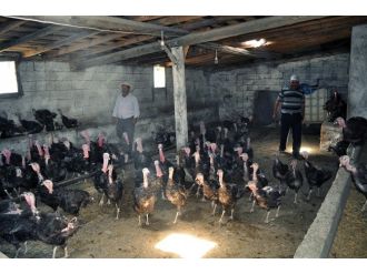 Kurduğu Çiftlikte Organik Hindi Yetiştiriyor