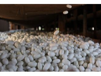 Koza Üretimi Bu Yıl Yüz Güldürecek