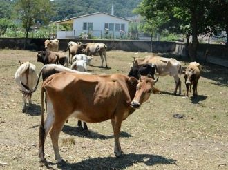 Başıboş Gezen Hayvan Sahiplerine Ceza