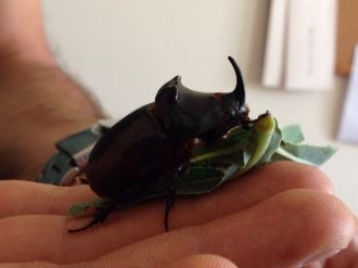 Van’da Gergedan Böceği Bulundu