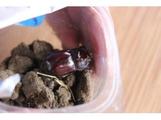 O Böcek Çarşamba’da Da Bulundu