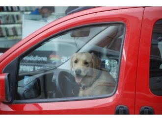 Direksiyon Başındaki Köpek Dikkat Çekti
