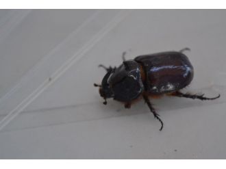 Alaplı’da Gergedan Böceği Bulundu