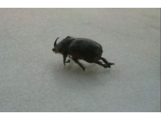 Bir Gergedan Böceği De Aydın’da Bulundu