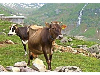 Ordu’da Hayvanlar Aşılandı