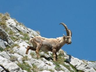 İzinsiz Yaban Keçisini Vuran Avcıya, 12 Bin Tl Tazminat Cezası