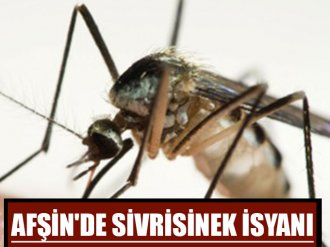 Afşinde Sivrisinek İsyanı