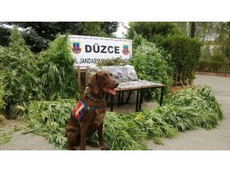 Jandarmadan Uyuşturucuya Geçit Yok