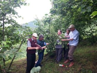 Trabzon’da 2015 Yılı Tahmini Fındık Rekolte Tespiti Yapıldı