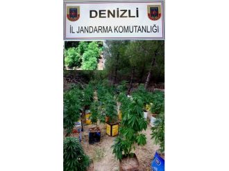 Denizli’de 2 Bin Kök Hint Keneviri Ele Geçirildi