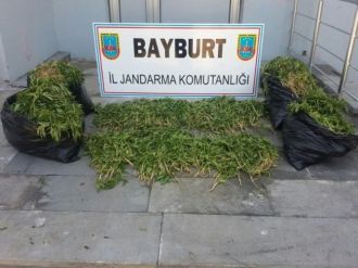 Bayburt’ta 4 Bin 300 Kök Hint Keneviri Ele Geçirildi