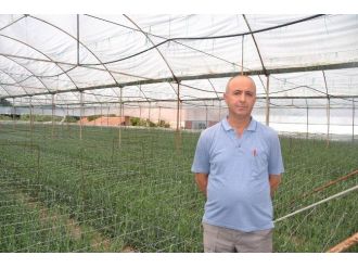 Kriz Ortamı Kesme Çiçeği Etkiler