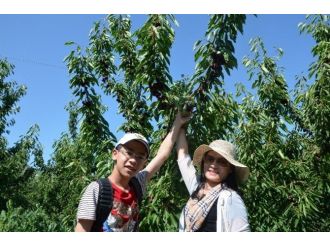 Çinli Turistler Kiraz Topladı