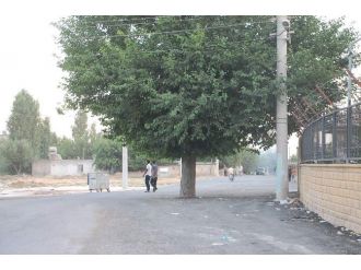 Yol Ortasında Bulunan Ağaç Görenleri Şaşırtıyor