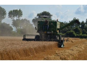 Bafra Ovası’nda Buğday Hasadı Başladı