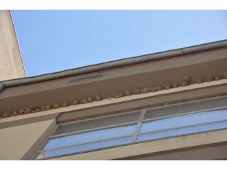 Kahta Devlet Hastanesi Kırlangıçların Yuvası Oldu