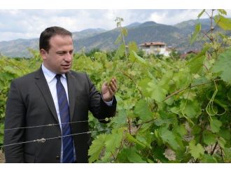 Erbaa’da Bağ Yaprağı Yarışması