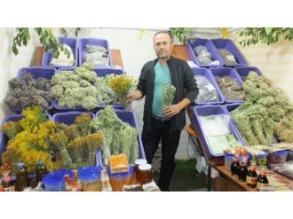 Kazdağının Şifalı Otları Geçim Kaynağı Oldu