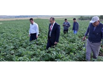 Afyonkarahisar’da “Patates Mildiyösü” Hastalığı İle Mücadele Çalışmaları Başladı