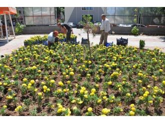 Yazlık Çiçek Dikimi Devam Ediyor