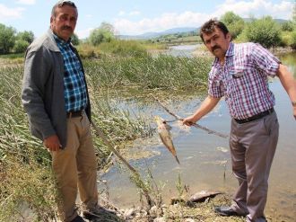 Karabük’te Esrarengiz Balık Ölümleri