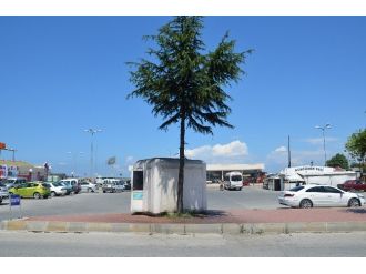 Arılar Çam Ağacını Mesken Tuttu