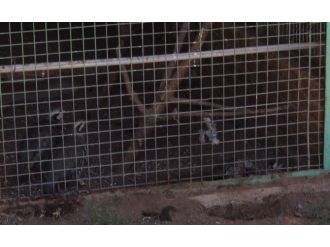 Kekliklerin Yası Görenleri Şaşırttı