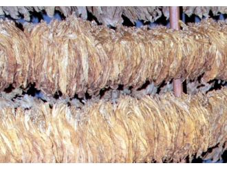 Samsun’da Tütün Üretimi Azalıyor