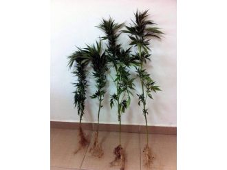 Komşusunun Bahçesine Uyuşturucu Ekti