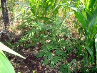 Bursa’da 62 Kök Kenevir Bitkisi Ele Geçirildi