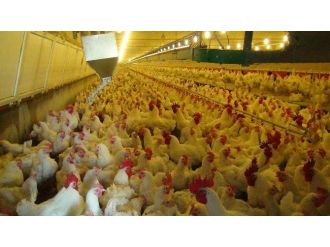 İhracat Yasağı Kalktı, Tavuk Üreticisinin Yüzü Güldü