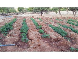 Diyarbakır’da 553 Bin Kök Hint Keneviri Ele Geçirildi