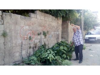 Kesilen İncir Dalı Komşuları Karakolluk Etti
