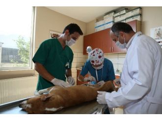Sokak Hayvanlarını Kısırlaştırmak İçin Gezici Ekip Kuruldu