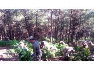 Hatay’da 12 Bin 240 Kök Kenevir Bitkisi Ele Geçirildi