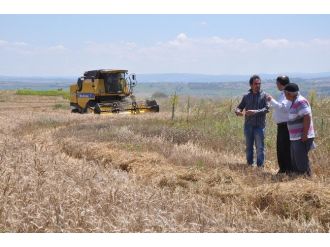 Hububat Hasadı Başladı