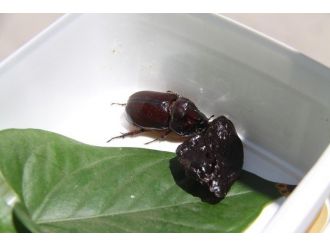 Gergedan Böcekleri İçin Uyarılar Kesilmiyor