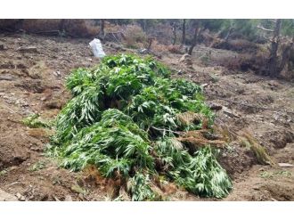 Balıkesir’de Uyuşturucu Operasyonu