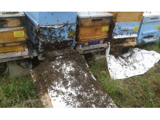 Aşırı Yağışlar Arıların Oğul Verme Sayısını Artırdı