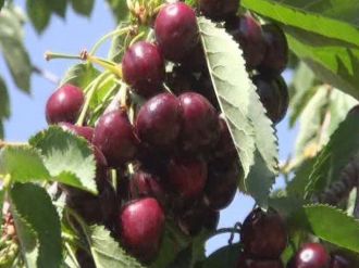 Yeşilyurt’un Meşhur Dalbastı Kirazı Dalında Kaldı