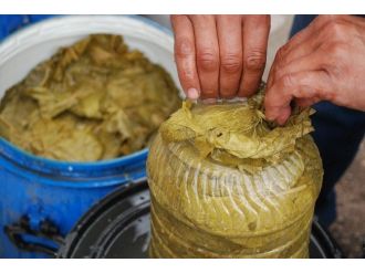 Tokat’ta Bağ Yaprağı Önemli Bir Pazar Oluşturuyor