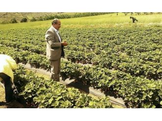 Pozantı, Çilekte Marka Olacak