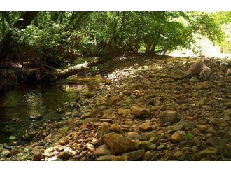 10 Bin Sığla Fidanı Toprakla Buluşturuldu